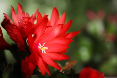 Beautiful blooming Schlumbergera (Christmas or Thanksgiving cactus) against blurred background, closeup. Space for text