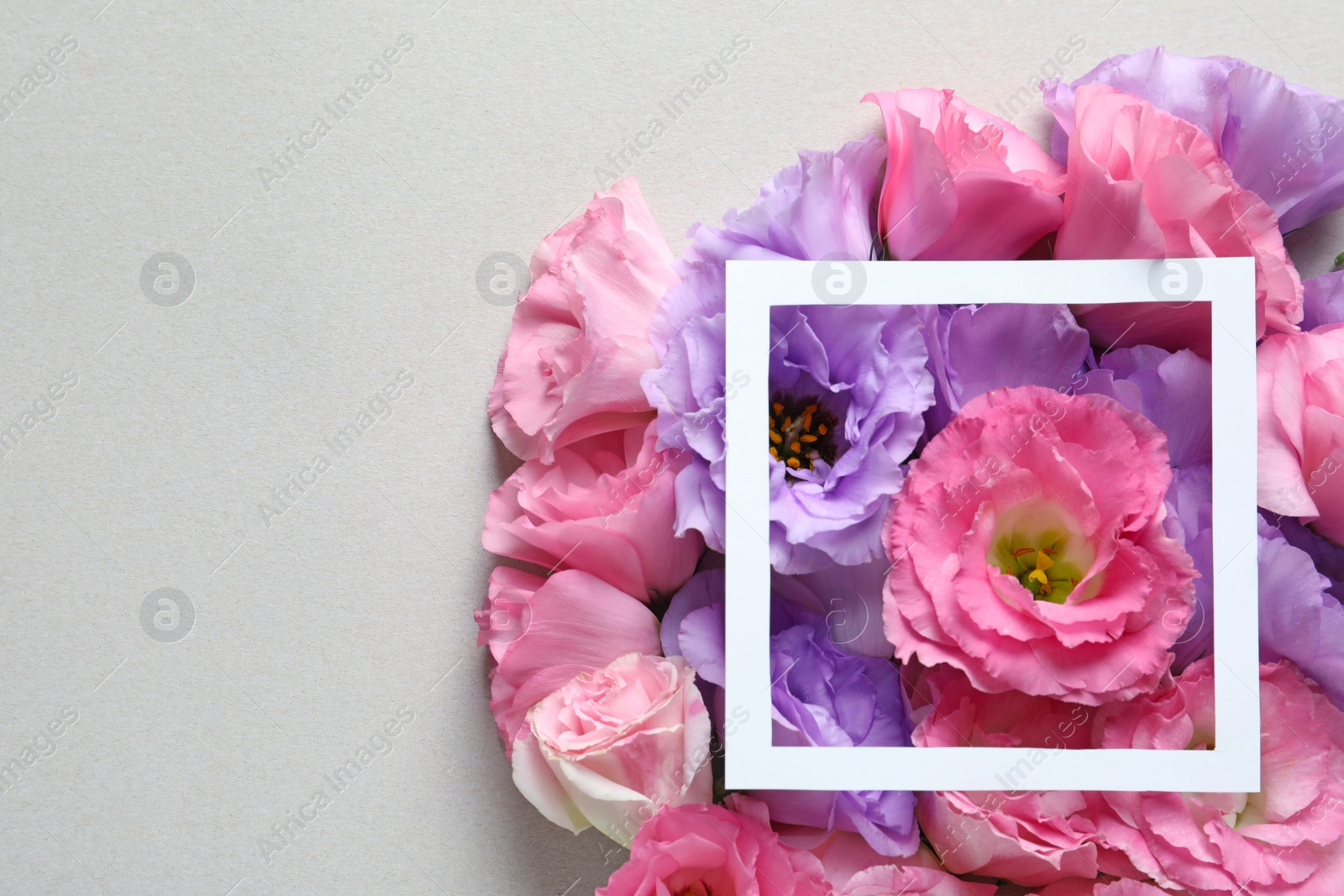 Photo of Beautiful Eustoma flowers and frame on gray background