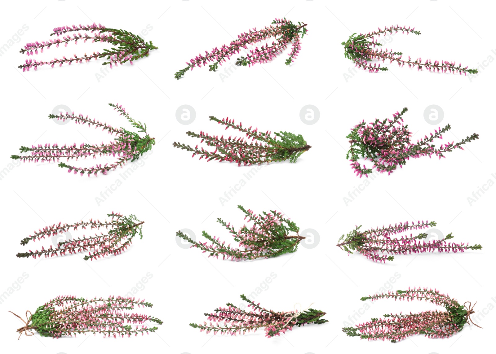 Image of Heathers with beautiful flowers on white background, collage