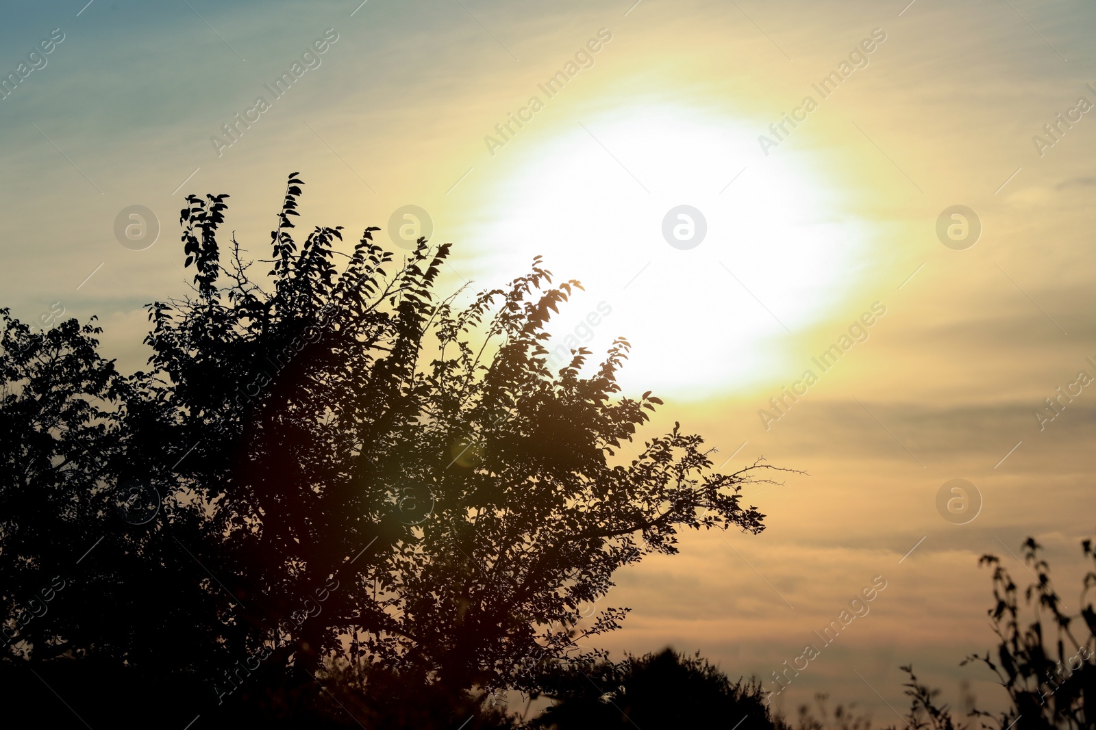 Photo of Tree against beautiful sky at sunrise. Early morning landscape