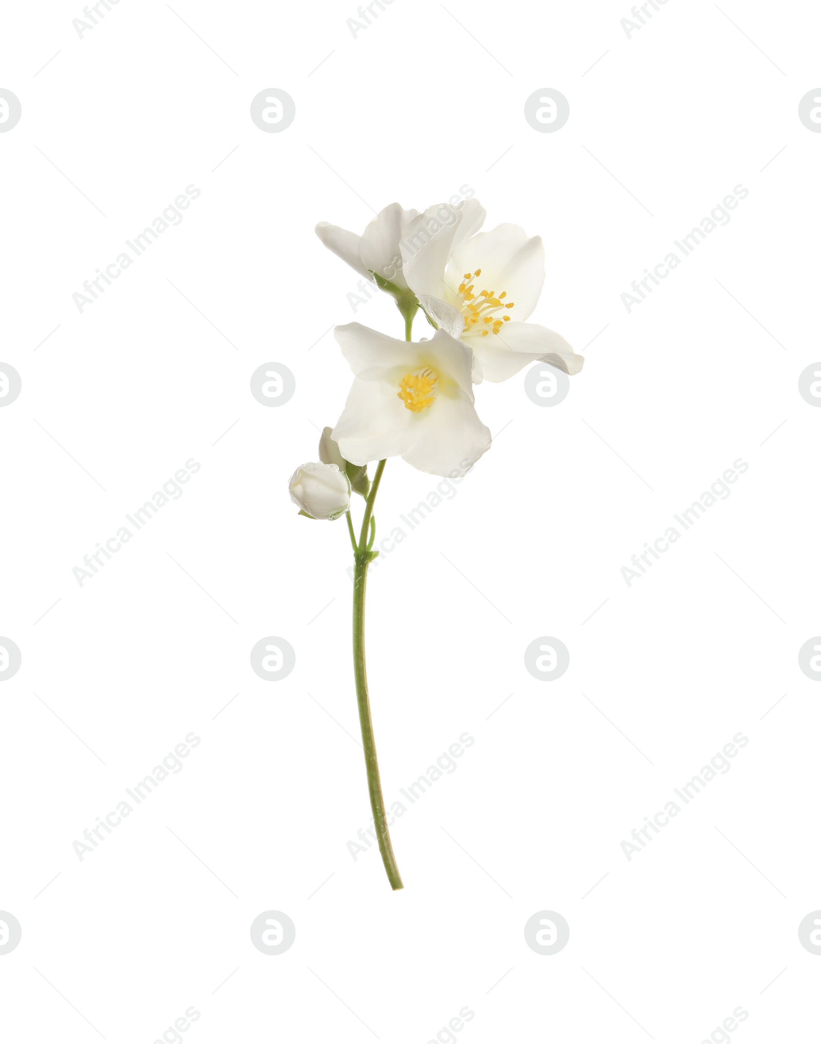 Photo of Beautiful flowers of jasmine plant isolated on white