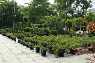 Garden center with many different potted plants