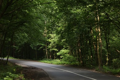 Photo of Asphalt road near trees in forest on summer day