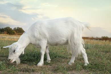 Photo of Cute white goat on pasture. Animal husbandry