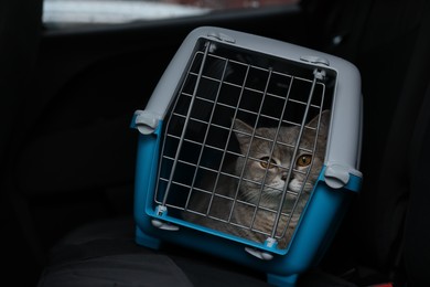 Travel with pet. Cute cat in carrier inside car