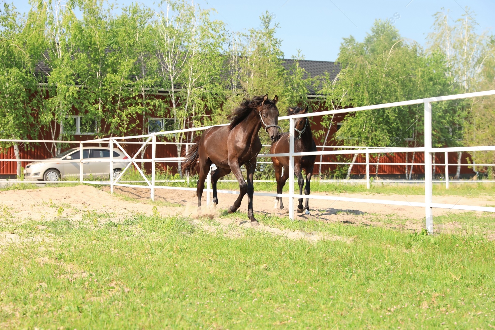 Photo of Dark bay horses in paddock on sunny day. Beautiful pets