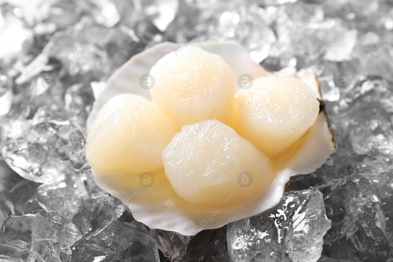 Photo of Fresh raw scallops in shell on ice cubes, closeup