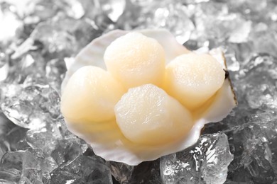 Photo of Fresh raw scallops in shell on ice cubes, closeup