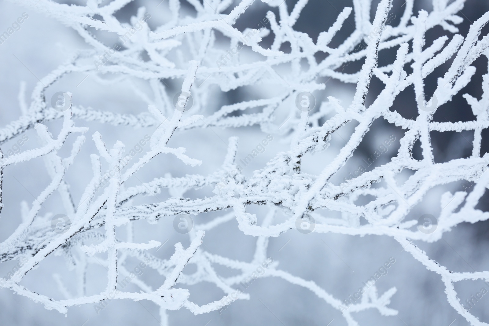 Photo of Beautiful tree branches covered with snow on winter day, closeup