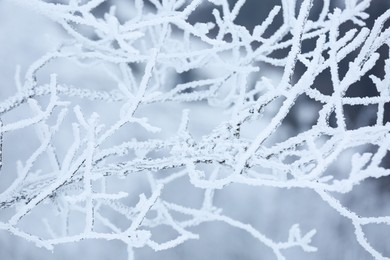 Beautiful tree branches covered with snow on winter day, closeup