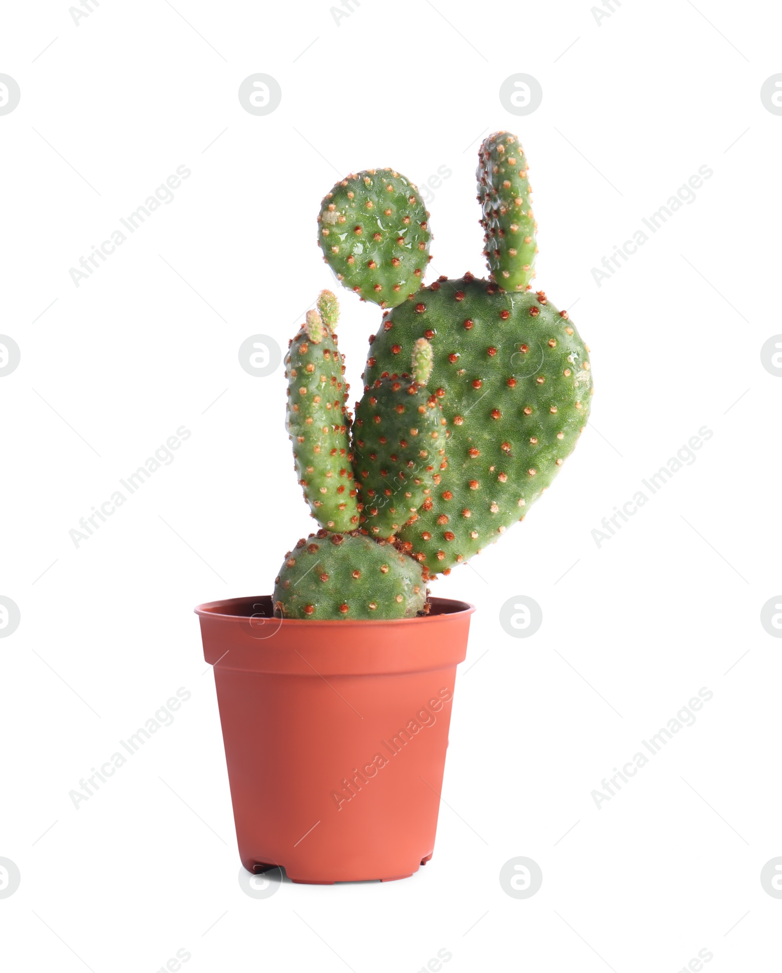 Photo of Beautiful green exotic cactus in pot isolated on white