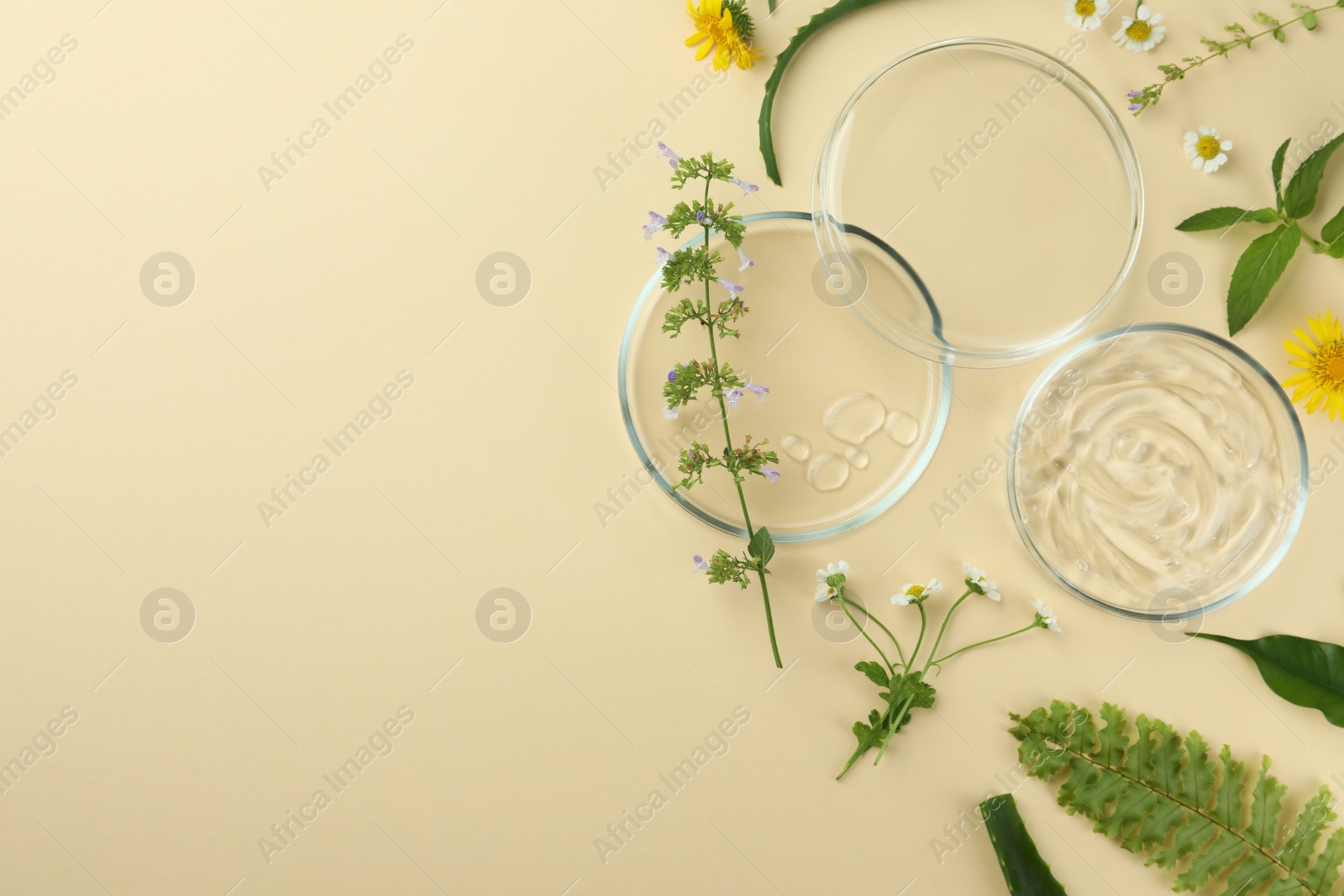 Photo of Flat lay composition with Petri dishes and plants on beige background. Space for text