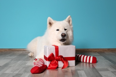 Photo of Cute dog with socks and Christmas gift on floor near color wall