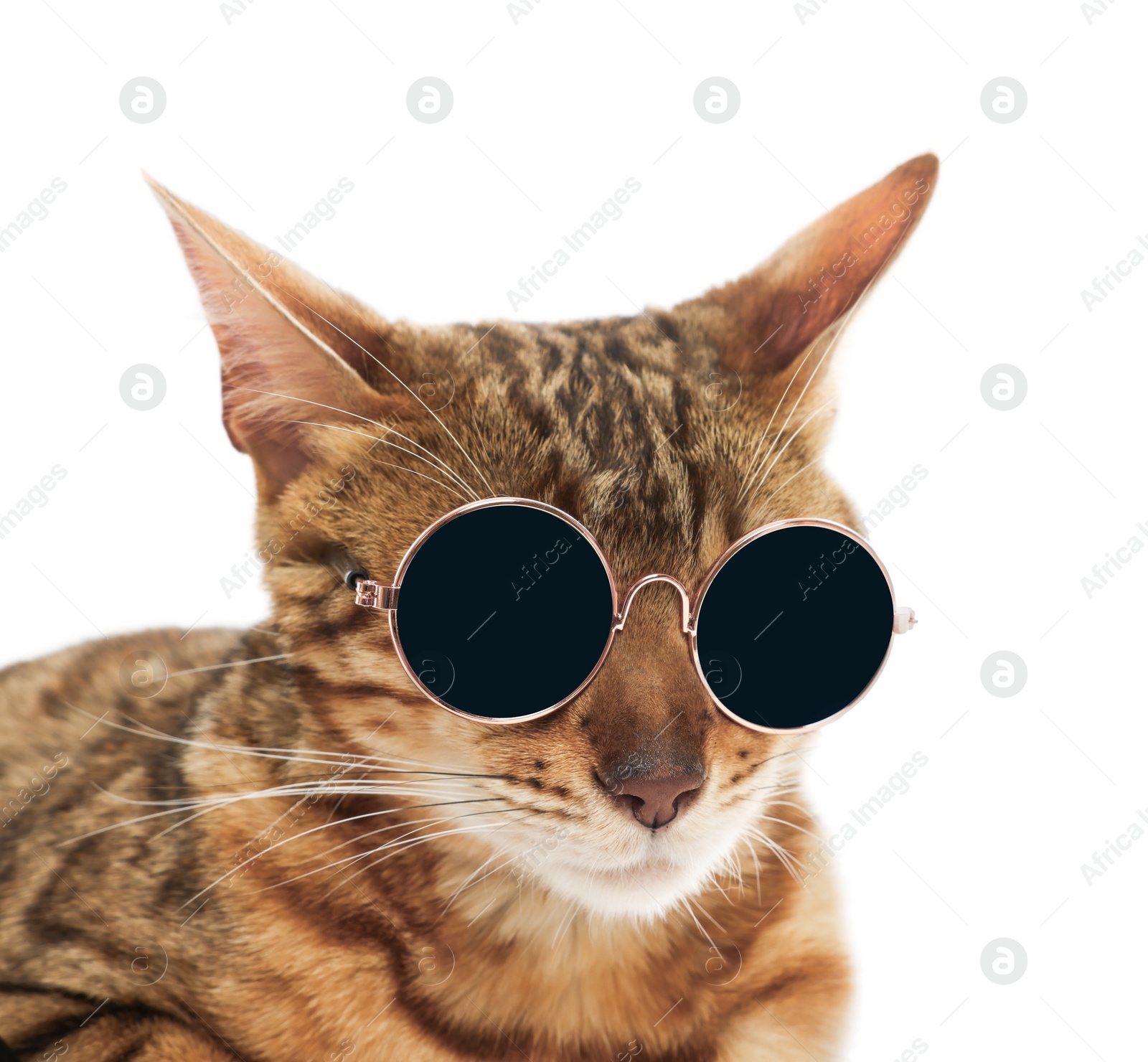 Photo of Cute Bengal cat in sunglasses on white background, closeup