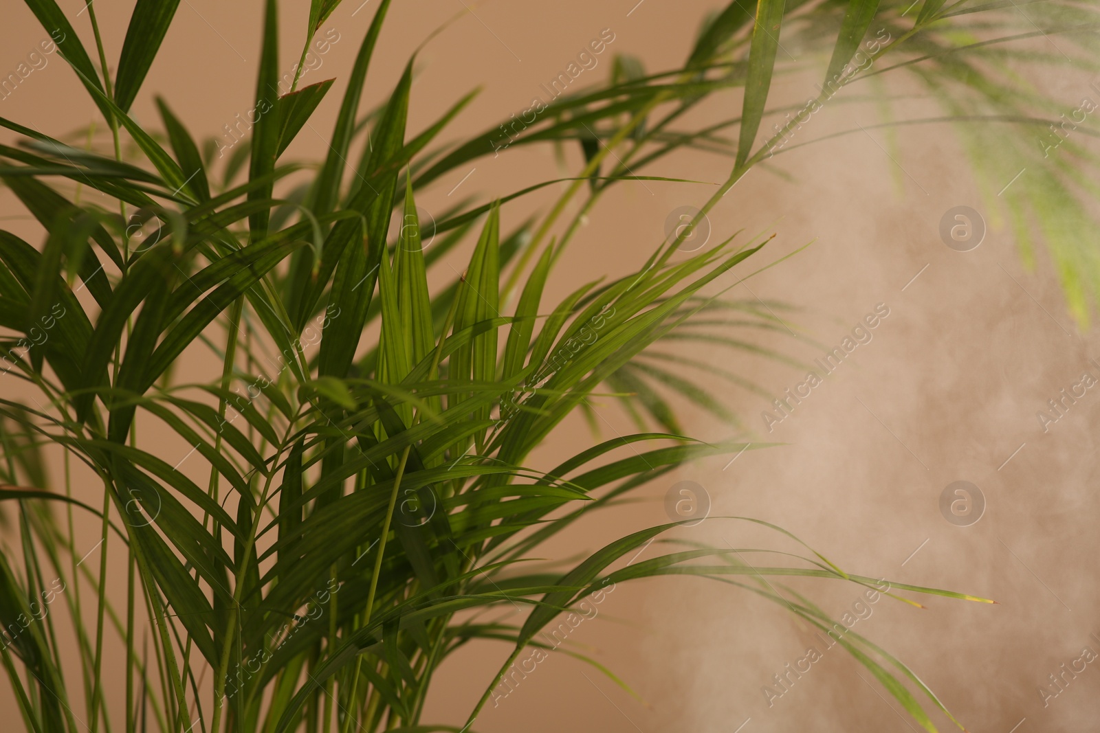 Photo of Beautiful green houseplant and steam on pale brown background, closeup. Air humidification