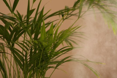 Beautiful green houseplant and steam on pale brown background, closeup. Air humidification