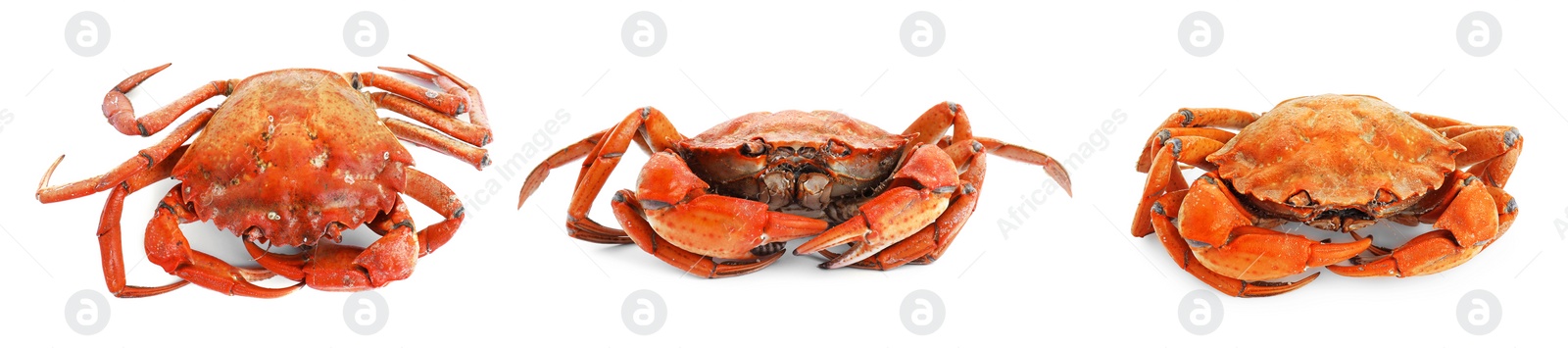 Image of Fresh cooked crab isolated on white, set