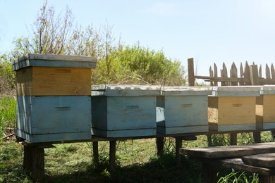 Many old bee hives at apiary outdoors on sunny day