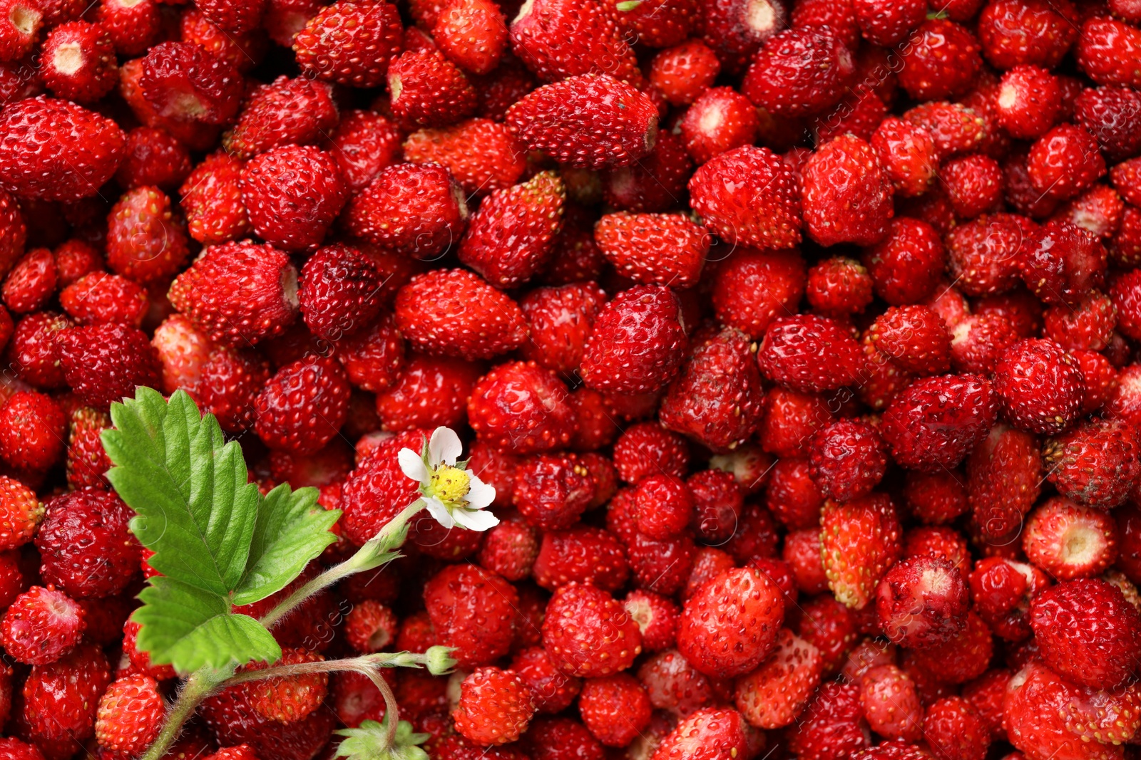 Photo of Many fresh wild strawberries, flower and leaves as background, top view