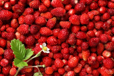 Photo of Many fresh wild strawberries, flower and leaves as background, top view