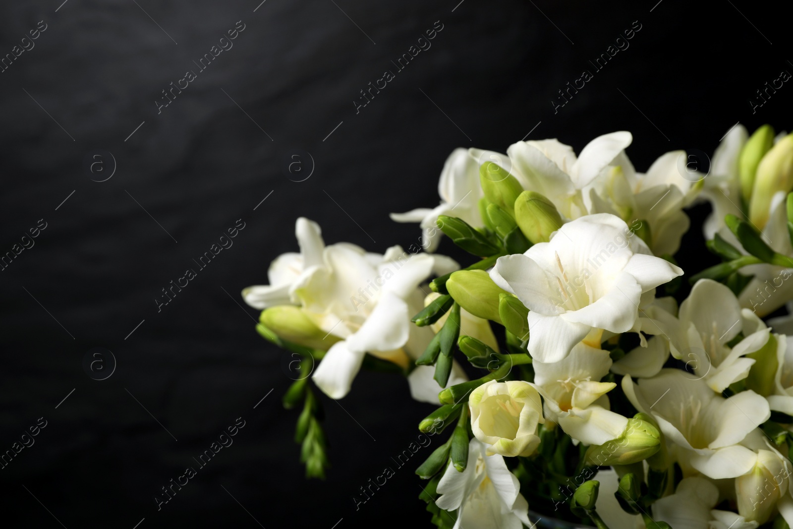 Photo of Beautiful freesia flowers on black background, closeup. Space for text