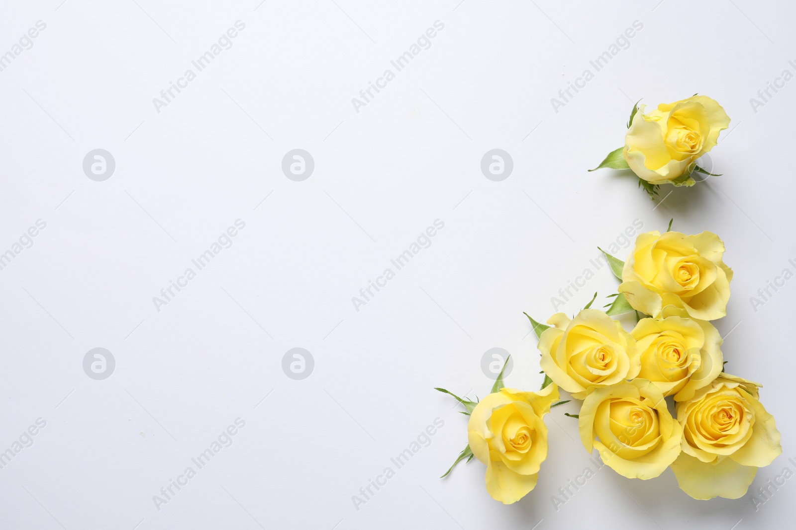 Photo of Beautiful yellow roses on white background, flat lay. Space for text