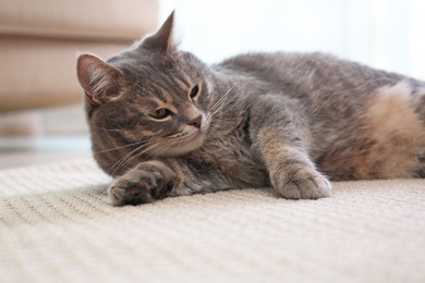 Photo of Cute gray tabby cat on carpet indoors. Lovely pet