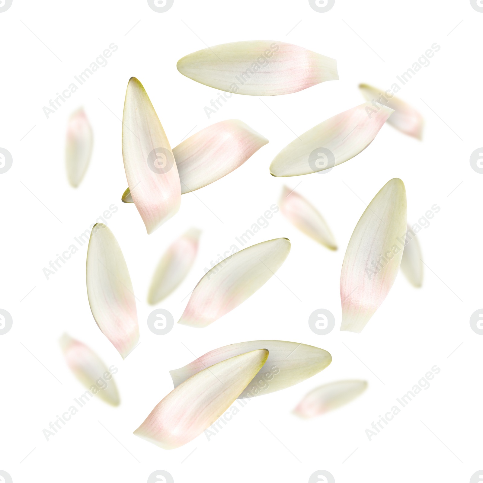 Image of Lotus flower petals falling on white background