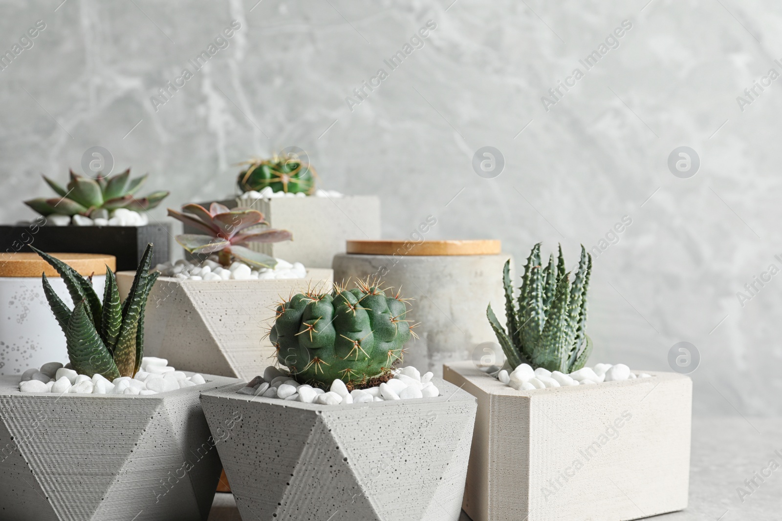 Photo of Beautiful succulent plants in stylish flowerpots on table against grey background. Home decor