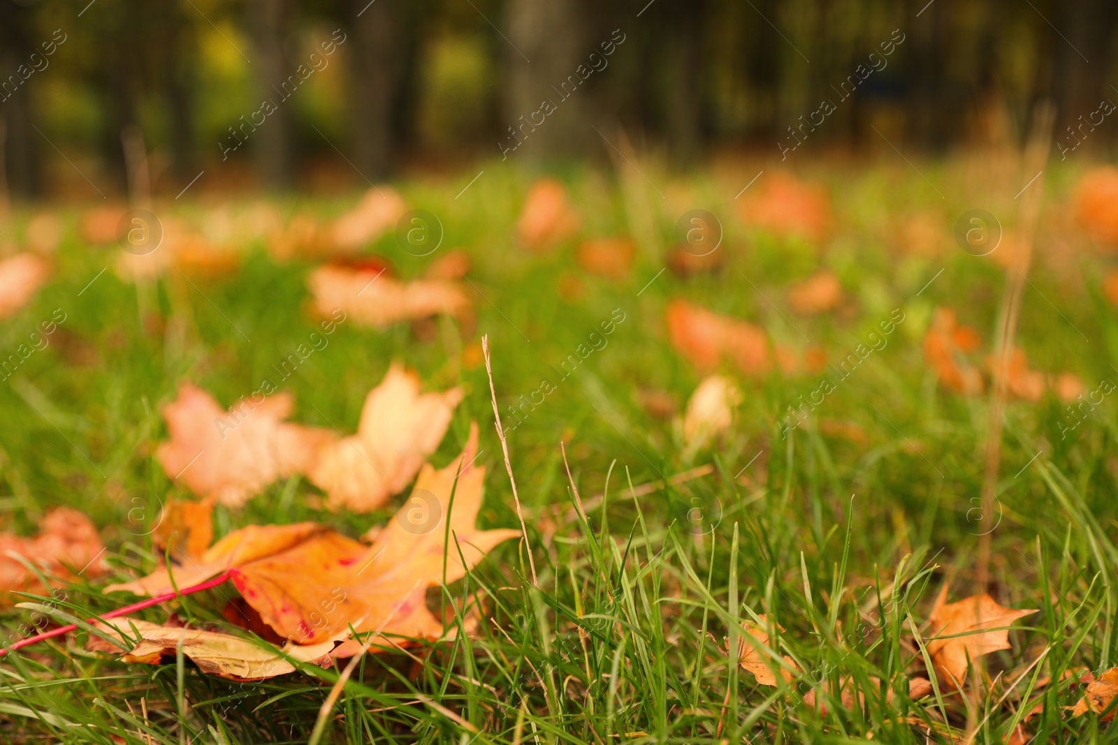 Photo of Fallen leaves on green grass in park on autumn day, closeup