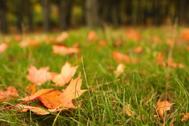 Fallen leaves on green grass in park on autumn day, closeup