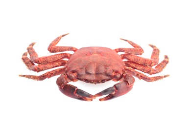 Photo of One delicious boiled crab isolated on white