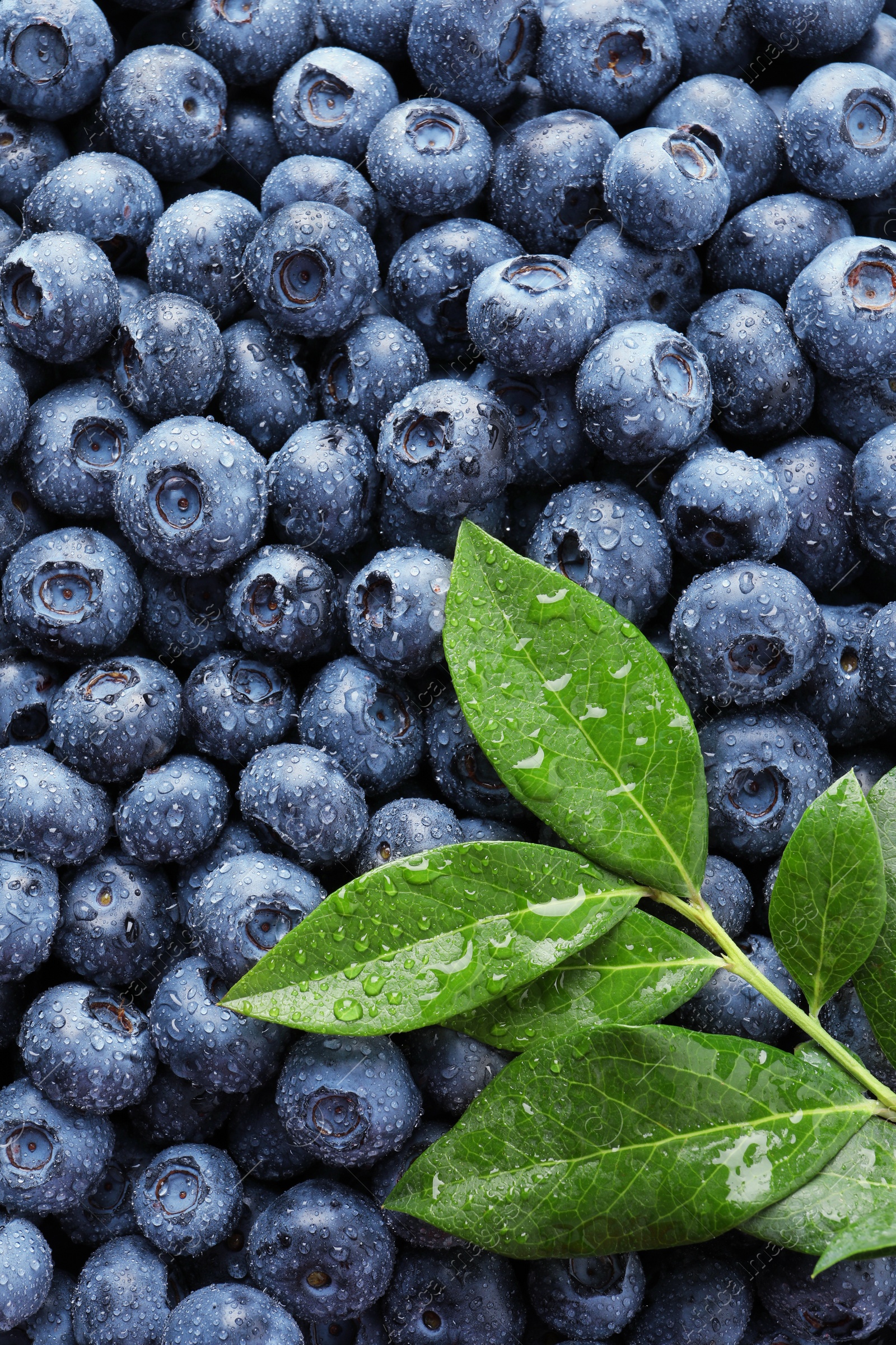 Photo of Wet fresh blueberries with green leaves as background, top view