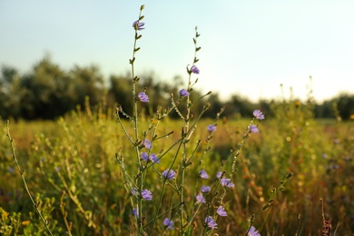 Beautiful field with wild flowers in morning, closeup