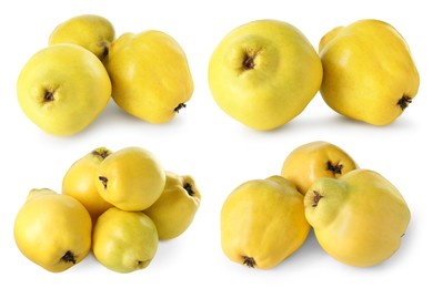 Fresh ripe quince fruits isolated on white, set