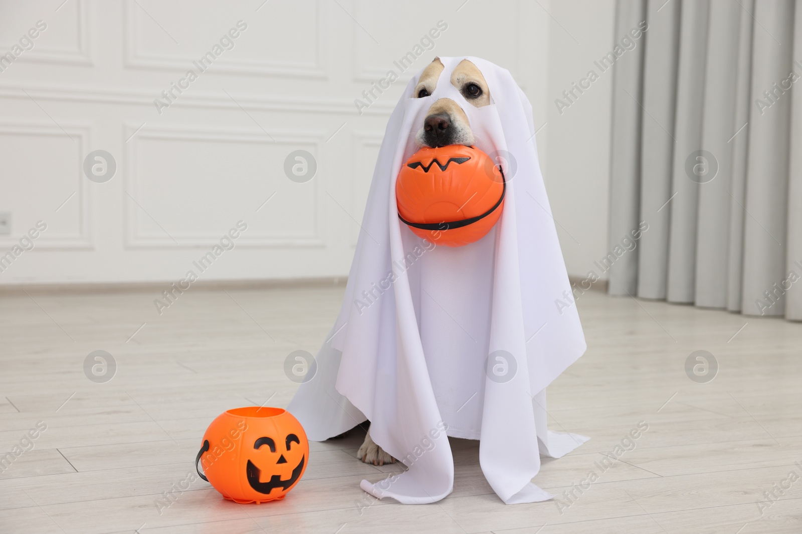 Photo of Cute Labrador Retriever dog wearing ghost costume with Halloween buckets indoors