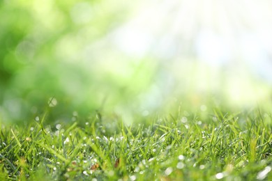 Image of Beautiful green grass with morning dew on sunny day. Bokeh effect