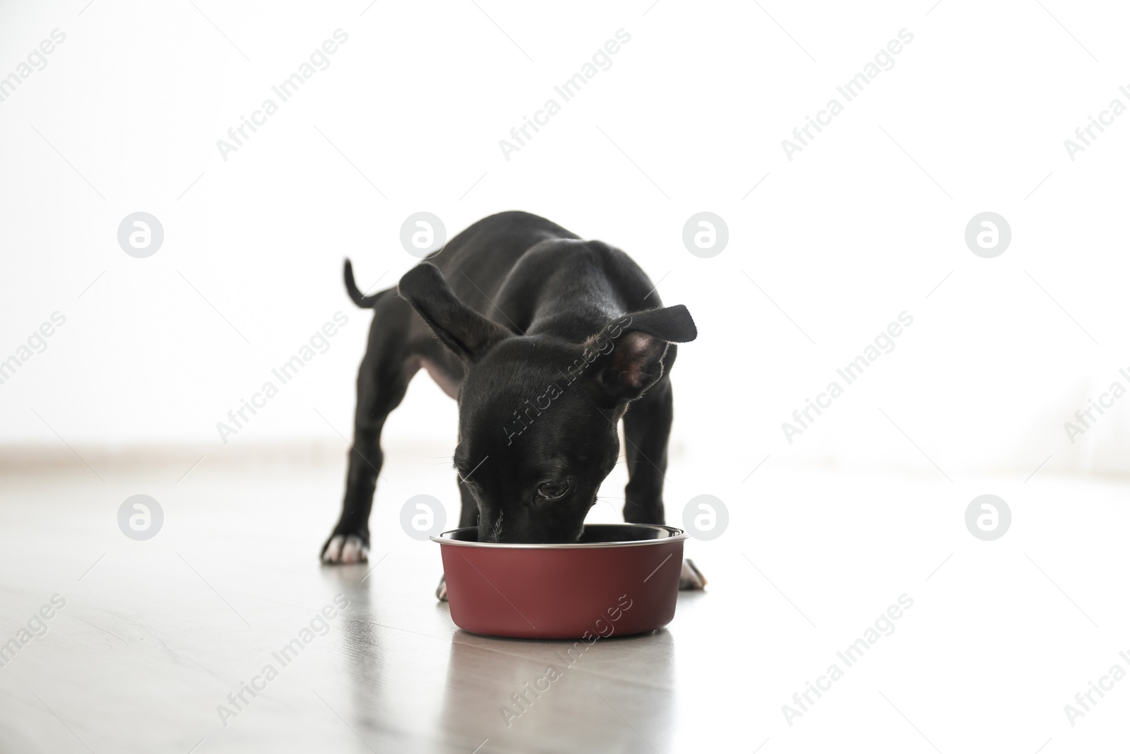 Photo of Cute little puppy near feeding bowl indoors. Baby animal