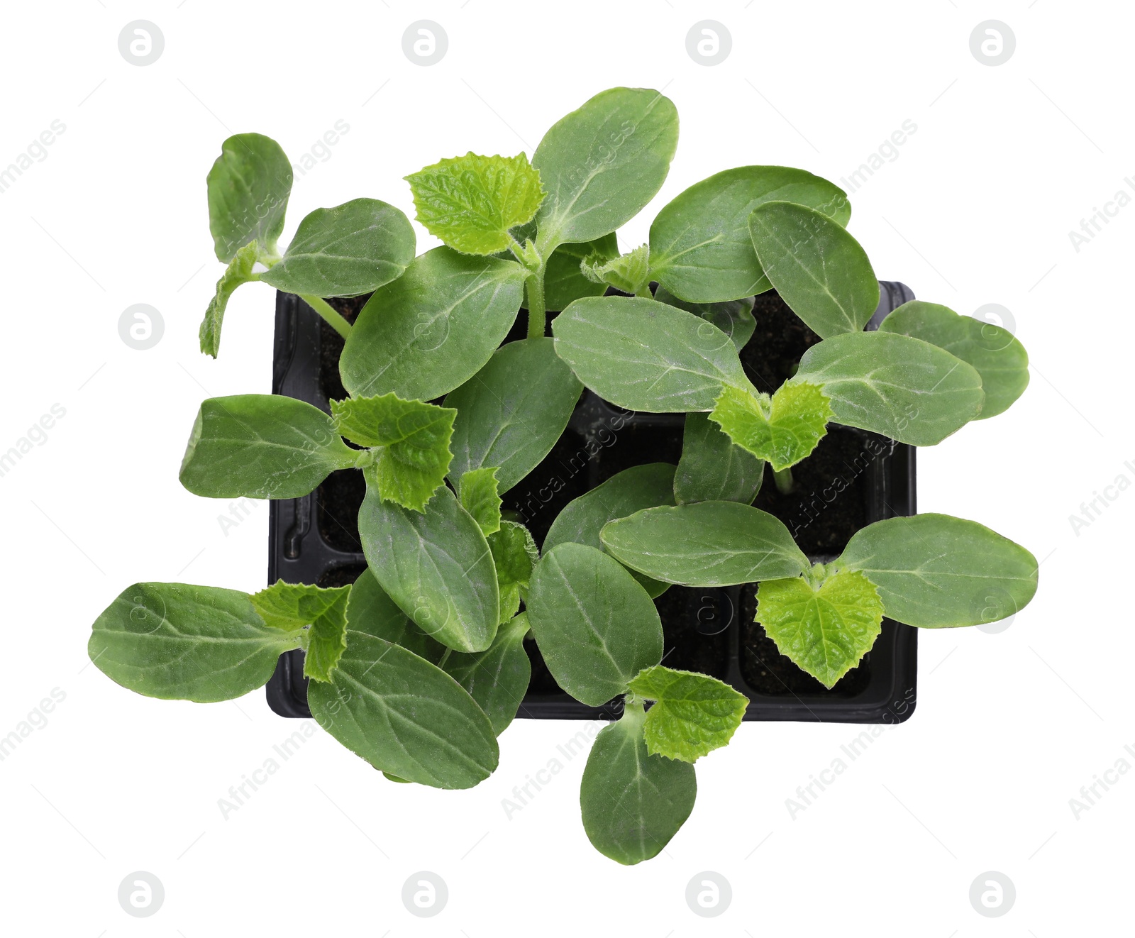 Photo of Seedlings growing in plastic container with soil isolated on white, top view. Gardening season