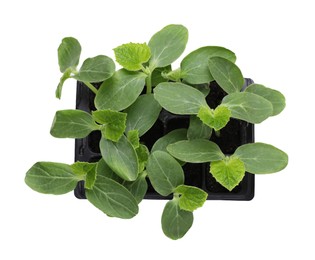 Seedlings growing in plastic container with soil isolated on white, top view. Gardening season