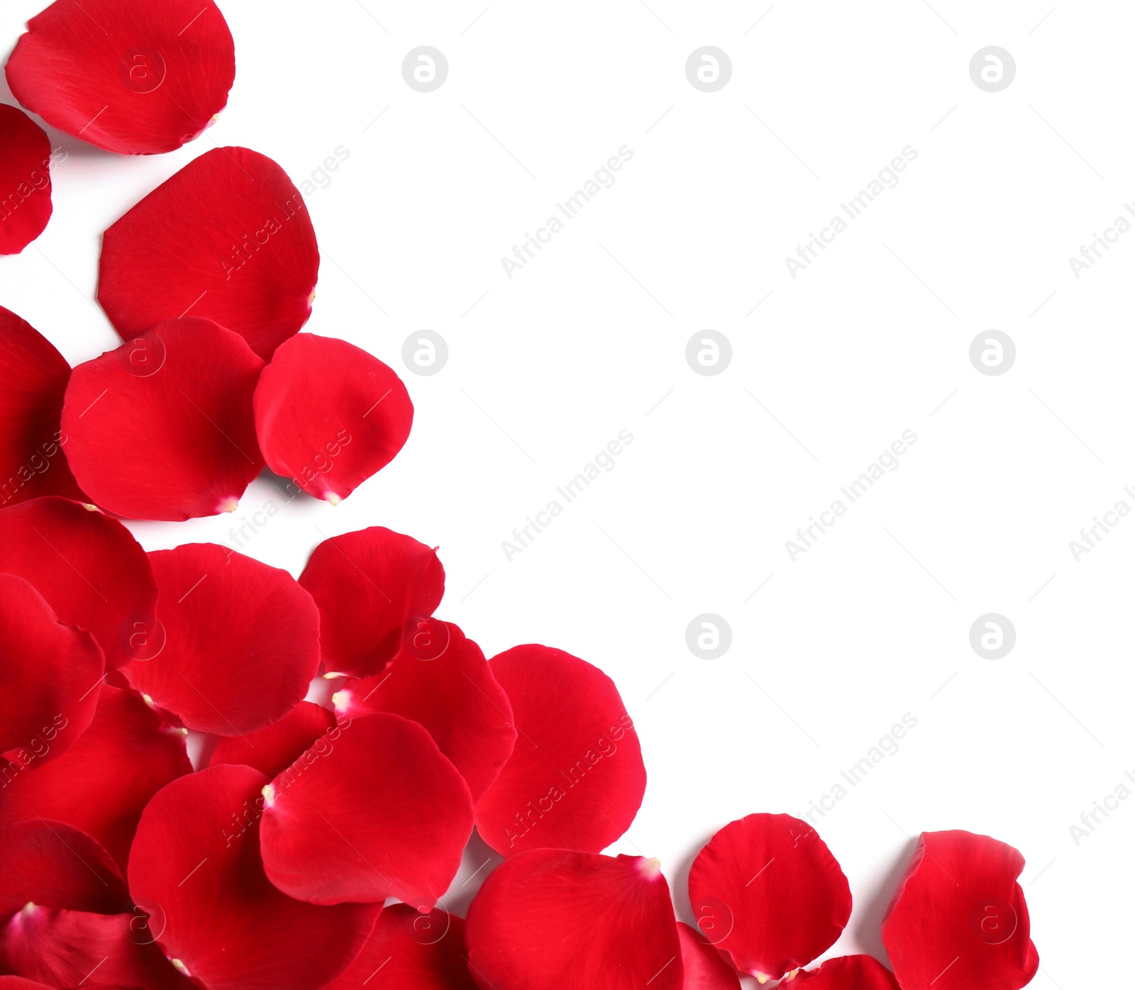 Photo of Fresh red rose petals on white background, top view