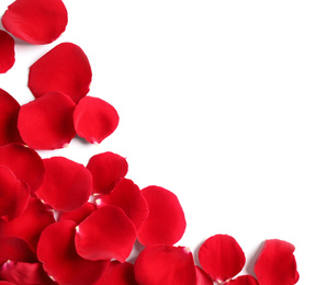 Photo of Fresh red rose petals on white background, top view