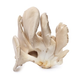 Photo of Delicious organic oyster mushrooms on white background