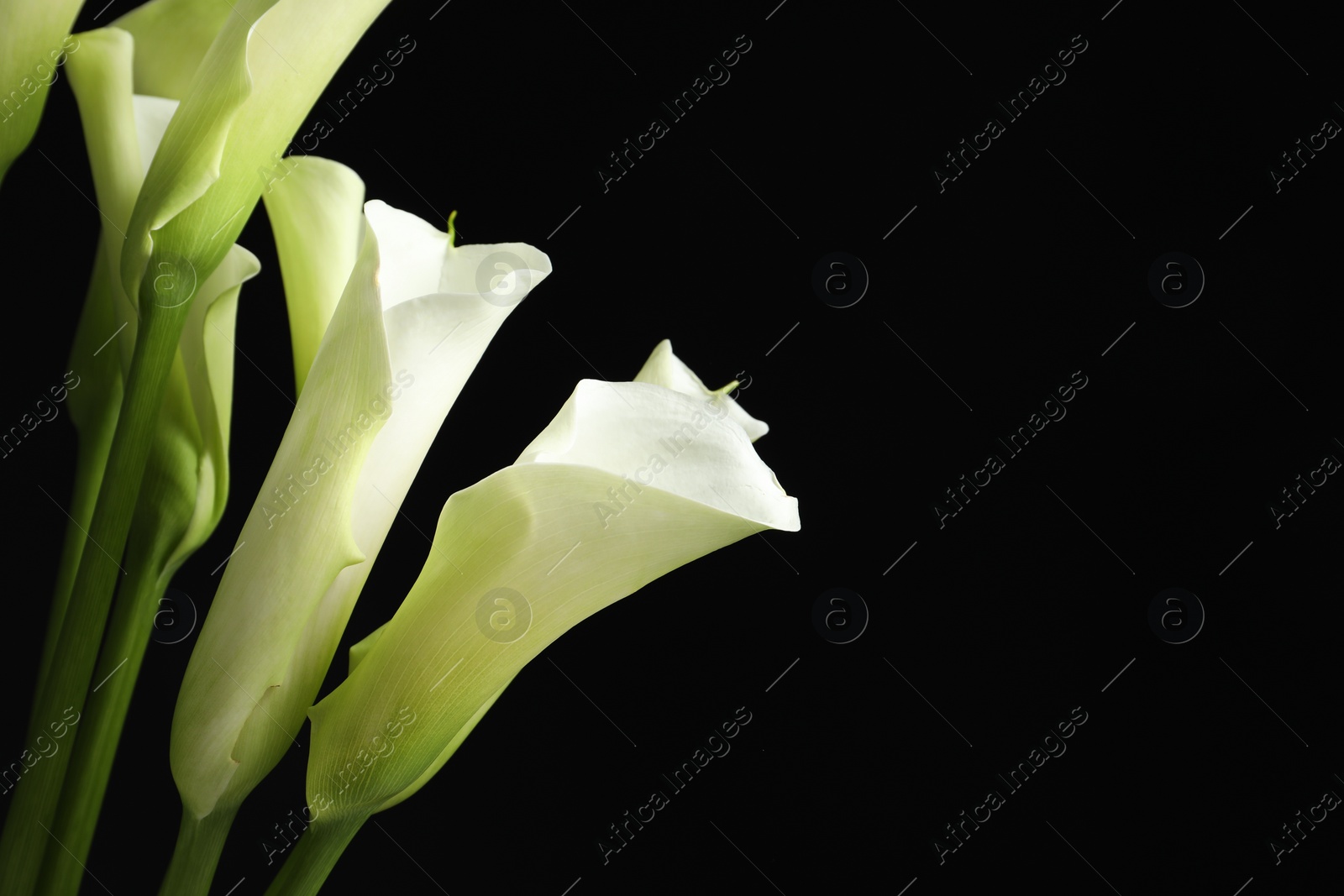 Photo of Beautiful calla lily flowers on black background, closeup. Space for text