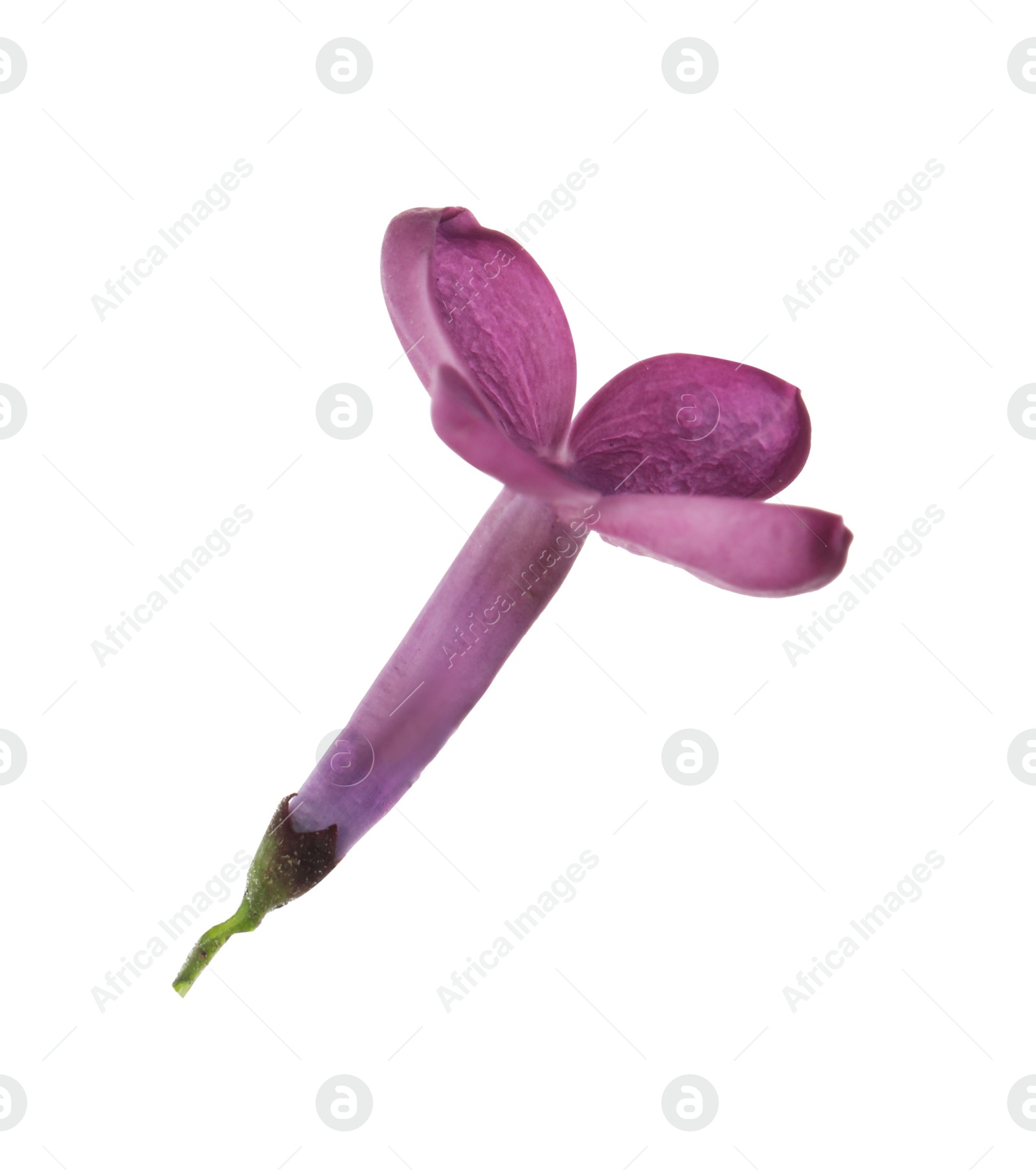 Photo of Beautiful purple lilac blossom isolated on white