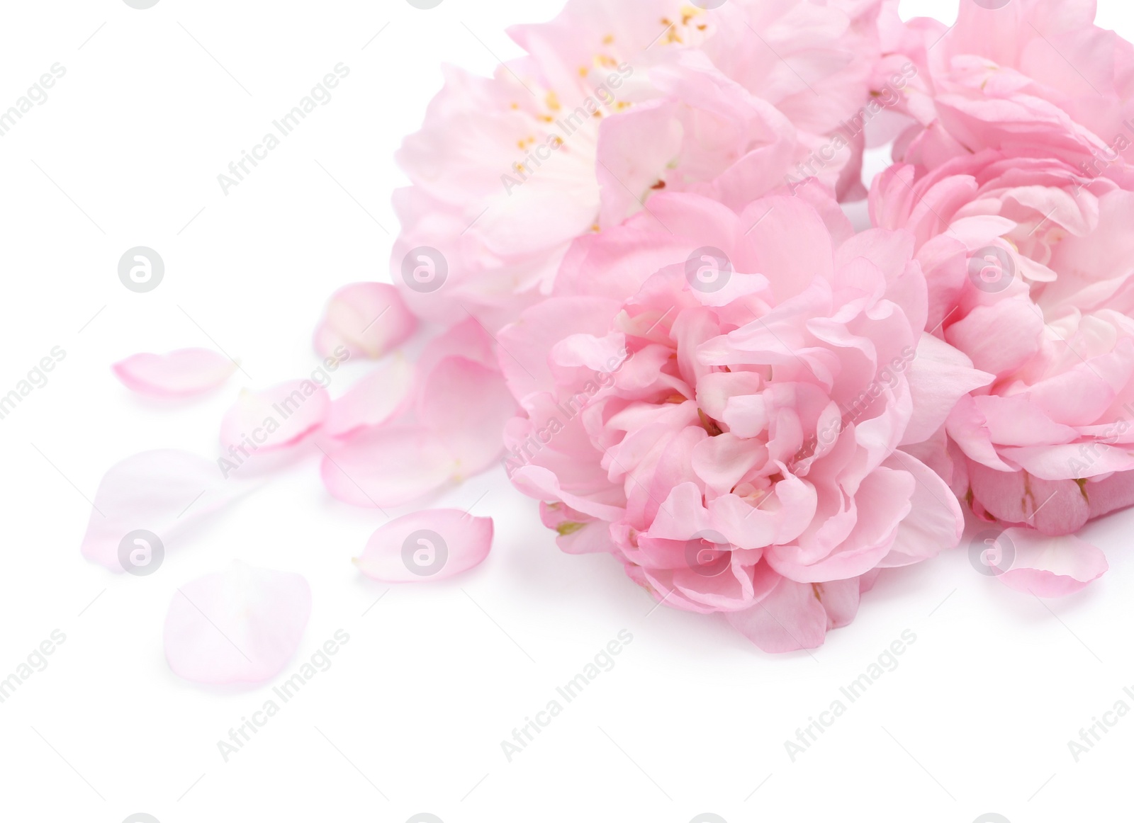 Photo of Beautiful sakura tree flowers and petals on white background