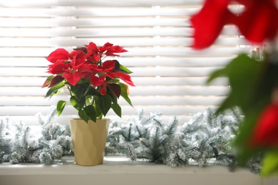 Photo of Beautiful potted poinsettia (traditional Christmas flower) and festive decor on window sill at home. Space for text