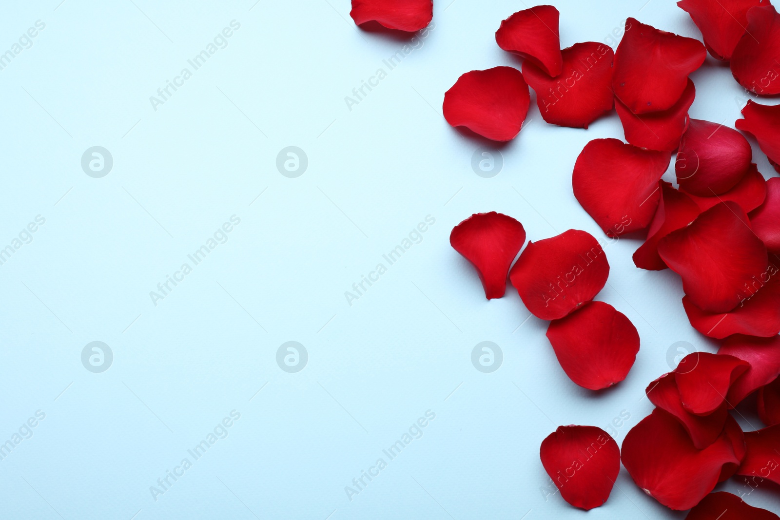 Photo of Beautiful red rose flower petals on light blue background, flat lay. Space for text