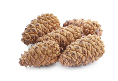 Photo of Fresh young conifer cones on white background