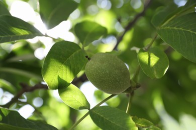 Green unripe walnut growing on tree outdoors